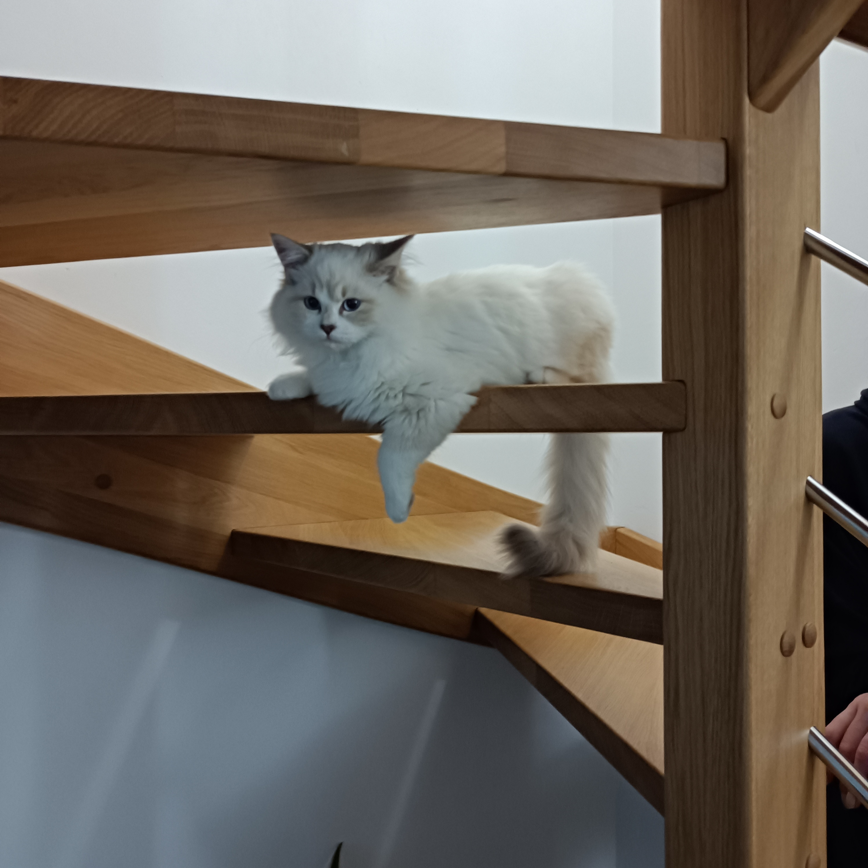 Niesamowity świat kotów: 10 ciekawostek, które Cię zaskoczą! 😼