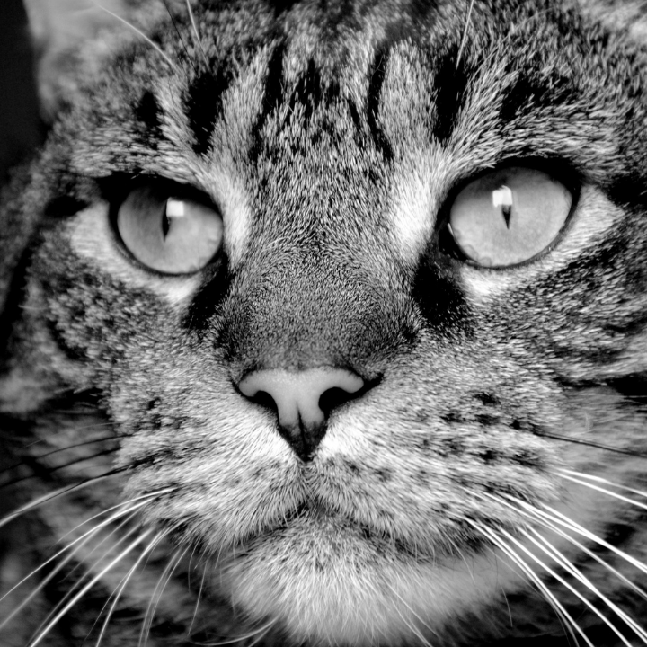 10 Kluczowych Porad, Jak Prawidłowo Zająć się Kotem Seniorem