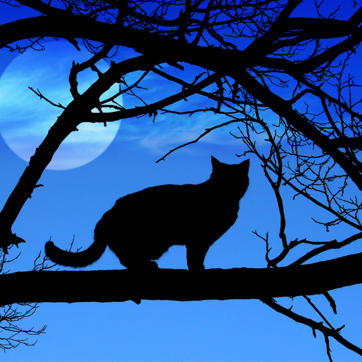 fazy-ksiezyca-apetyt-kota-mity-fakty