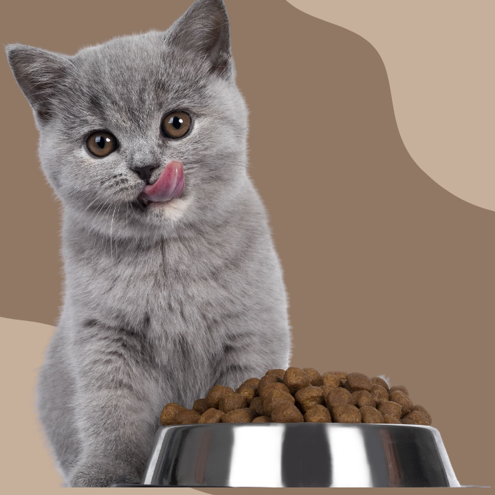 Dlaczego kot nie chce jeść?