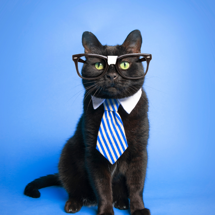 stop-uczelowieczaniu-kotow-szkodliwa-milosc